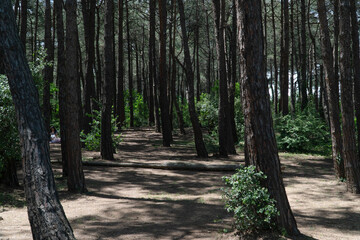 Ataturk kent ormani in Istanbul. Ataturk City Forest. Green spaces in Istanbul city. Green parks or...