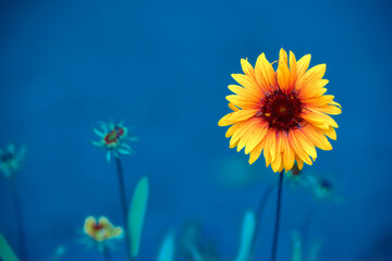 sunflower and deep blue sky