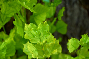 green leaves