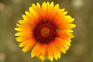yellow and red summer flower close up