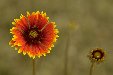 yellow and red summer flower close up
