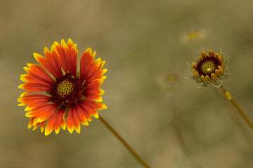 yellow and red summer flower close up