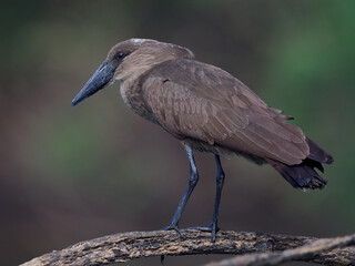Hamerkop (Scopus umbretta)