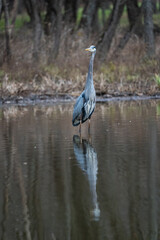Great heron