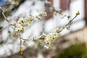 Frühling auf einem Weingut in Sachsen