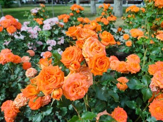 Orange beautiful rose growing in the garden.