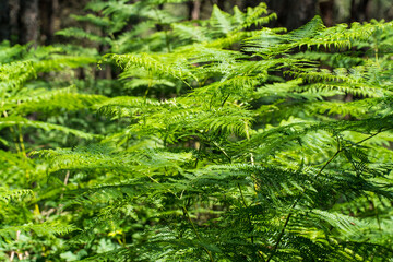 Ataturk kent ormani in Istanbul. Ataturk City Forest. Green spaces in Istanbul city. Green parks or...