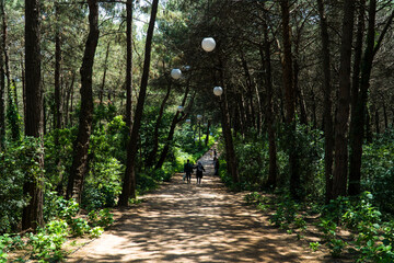 Ataturk kent ormani in Istanbul. Ataturk City Forest. Green spaces in Istanbul city. Green parks or...