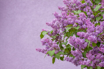 Gemeiner Flieder (Syringa vulgaris)