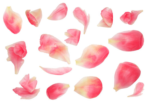 Peony petals on sale