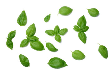 Various green basil leaves isolated on white background