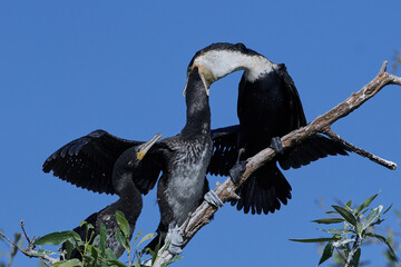 White-breasted cormorant (Phalacrocorax lucidus)