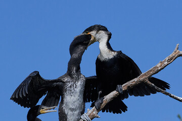 White-breasted cormorant (Phalacrocorax lucidus)