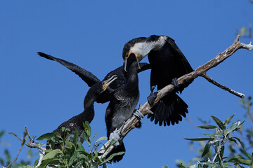 White-breasted cormorant (Phalacrocorax lucidus)