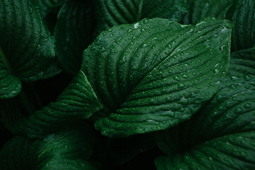 wet tropical dark green leaves for backgrounds and wallpapers close-up