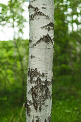 Birch grove with untouched grass on a summer sunny day.
