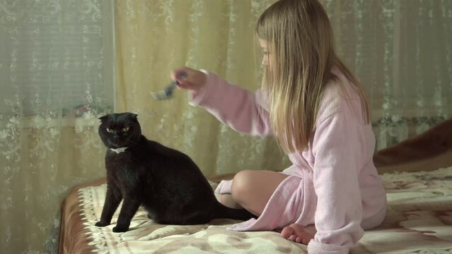 Girl combs hair of her cat with special brush for animals. 4k video.
