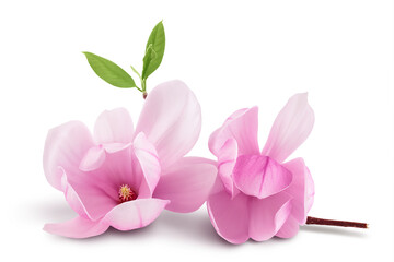 Pink magnolia flower isolated on white background with full depth of field