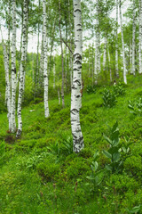 Obraz premium Birch grove with untouched grass on a summer sunny day.