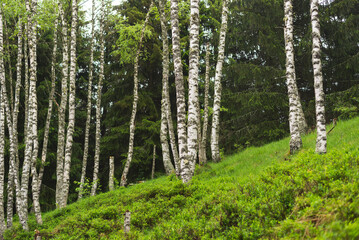 Birch grove with untouched grass on a summer sunny day.