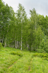 Obraz premium Birch grove with untouched grass on a summer sunny day.