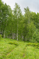 Fototapeta na wymiar Birch grove with untouched grass on a summer sunny day.