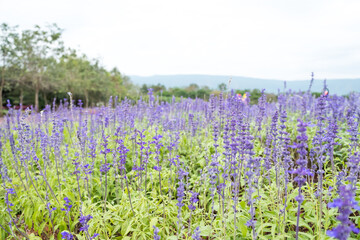 Field of Blue salvia flowers.(selective focus)