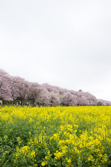 Fields of yellow flowering nanohana and cherry blossoms at Gongendo Park in Satte,Saitama,Japan(selective focus)
