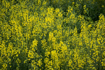 Fields of yellow flowering nanohana at Gongendo Park in Satte,Saitama,Japan(selective focus)