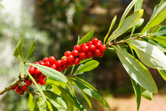Seidelbast, Zweig mit reifen Fr&uuml;chten (Daphne mezereum)
