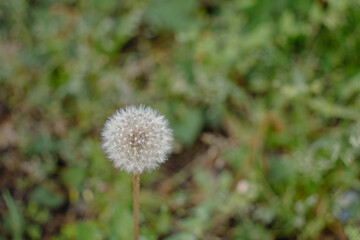 一輪のたんぽぽの綿毛