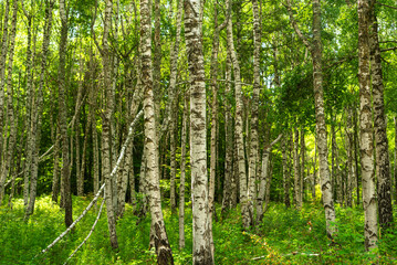 Fototapeta na wymiar Birch grove with untouched grass on a summer sunny day.