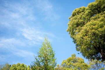 公園の木々と青空