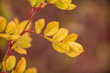 one branch with brown autumn leaves in the forest