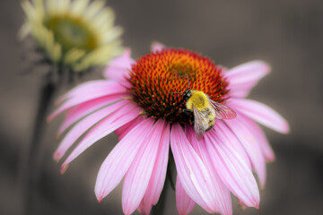bee on flower