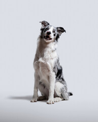 BORDER COLLIE MIRLO