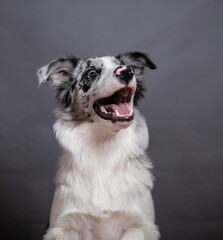 BORDER COLLIE MIRLO CATCHING SOMETHING