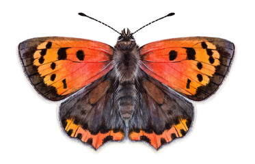 Watercolor the small copper or common copper butterfly. Lycaena phlaeas isolated on white background. Hand drawn painting insect illustration.
