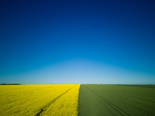 Top view of field with rapeseed and field with grass against blue sky