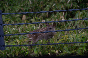 bird on a fence