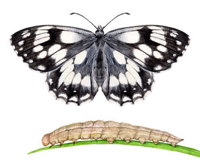 Watercolor marbled white butterfly and caterpillar. Melanargia galathea isolated on white background. Hand drawn painting insect illustration.