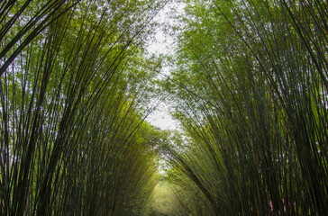 Bamboo tunnel at Wat Chulabhorn Wanaram,subdistrict of Ban Phrik,Ban Na District,Nakhon Nayok Province,Thailand.