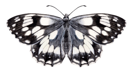 Watercolor marbled white butterfly. Melanargia galathea isolated on white background. Hand drawn painting insect illustration. - obrazy, fototapety, plakaty