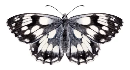 Foto op Plexiglas Watercolor marbled white butterfly. Melanargia galathea isolated on white background. Hand drawn painting insect illustration. © Екатерина Роменская