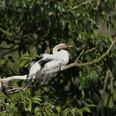Downy Young Anhinga 