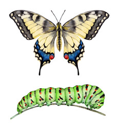 Watercolor the Old World swallowtail butterfly and caterpillar. Papilio machaon isolated on white background. Hand drawn painting insect illustration. © Екатерина Роменская