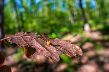 one branch with brown autumn leaves in the forest