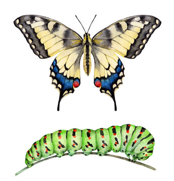 Watercolor the Old World swallowtail butterfly and caterpillar. Papilio machaon isolated on white background. Hand drawn painting insect illustration.