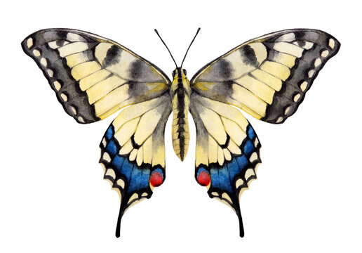 Watercolor the Old world swallowtail butterfly. Papilio machaon isolated on white background. Hand drawn painting insect illustration.