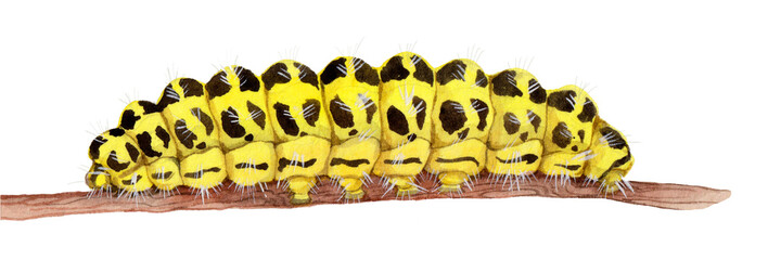 Watercolor the six-spot burnet butterfly caterpillar. Zygaena filipendulae isolated on white background. Hand drawn painting insect illustration.